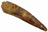 Fossil Spinosaurus Tooth - Real Dinosaur Tooth #289864-1